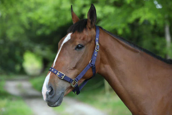 CE Nylon Headcollar