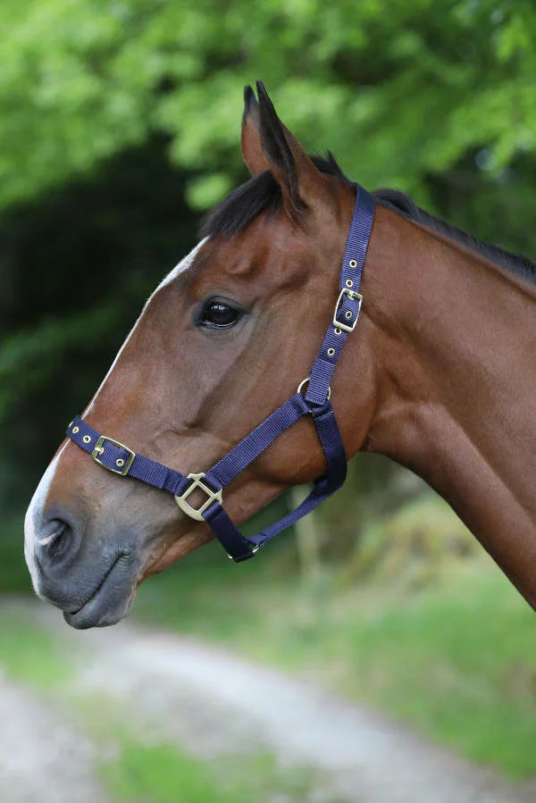 CE Nylon Headcollar