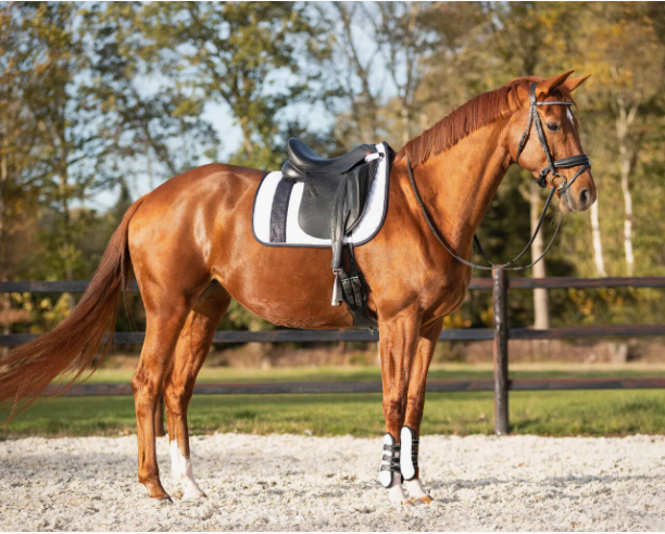 QHP Saddle Pad Kae - Full