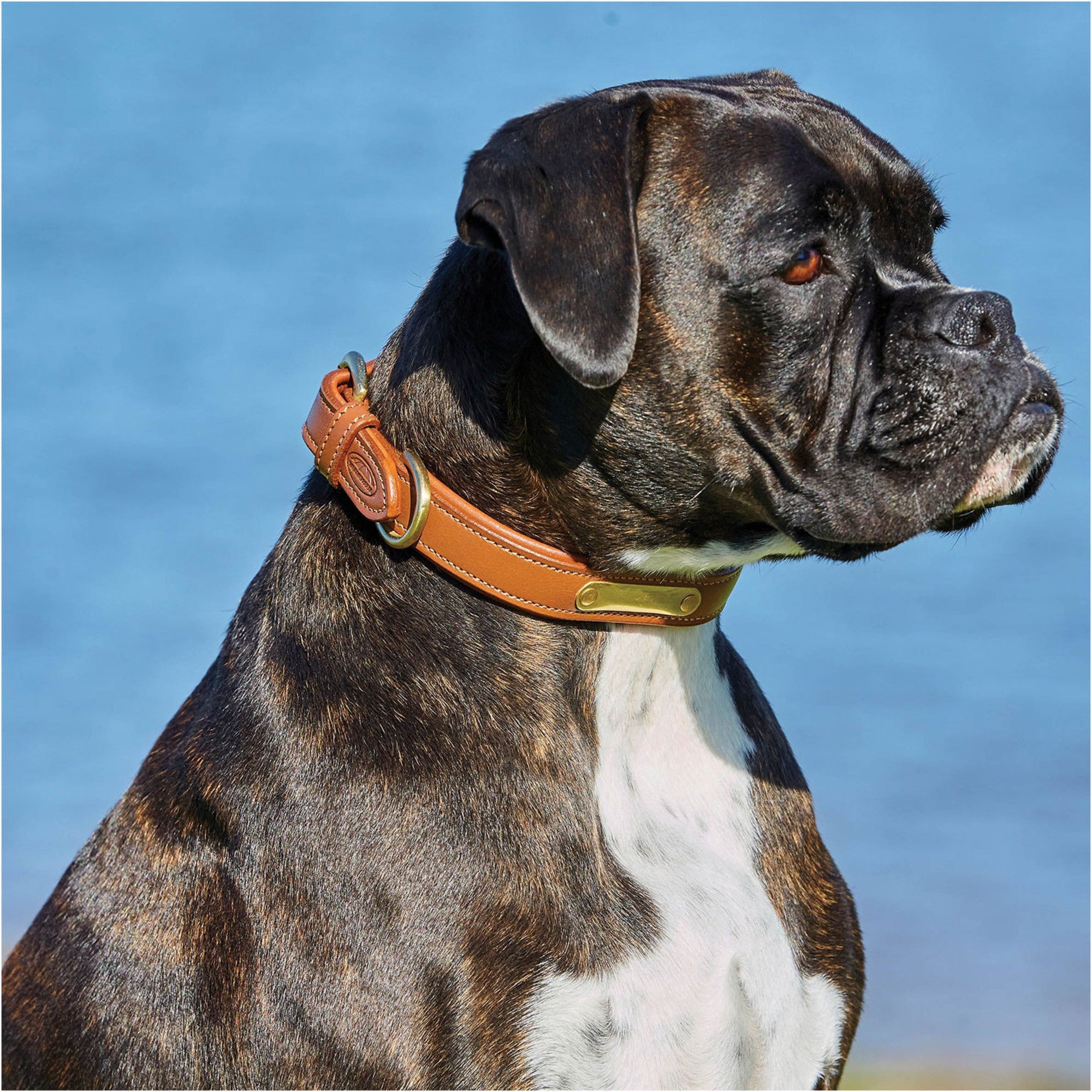 Weatherbeeta Padded  Leather D collar